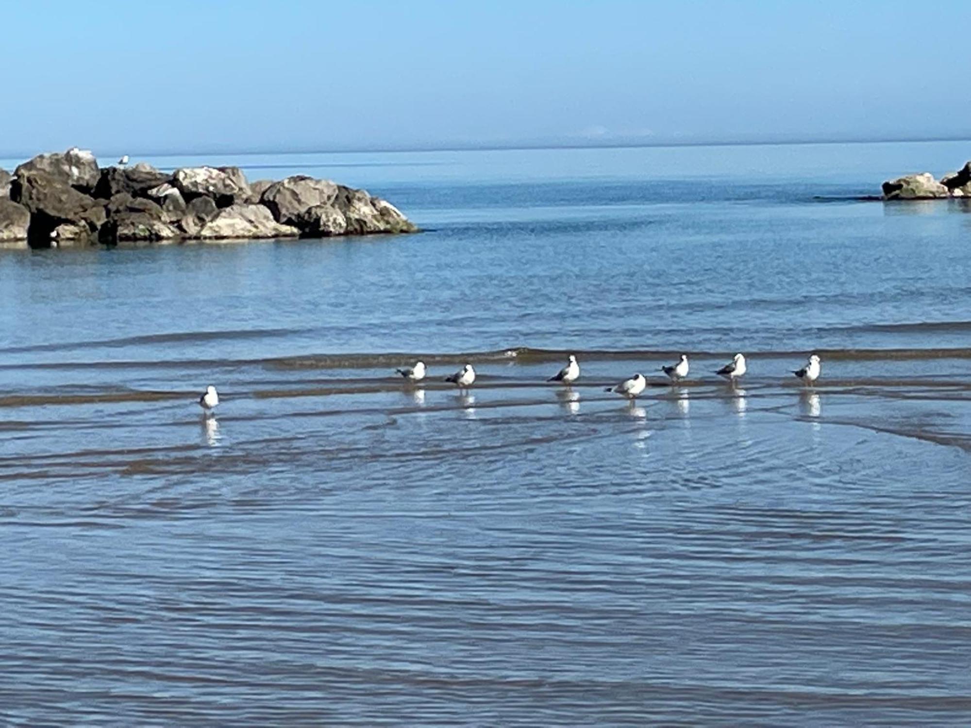 Le Ortensie In Centro E Vicino Al Mare Pescara Exterior foto